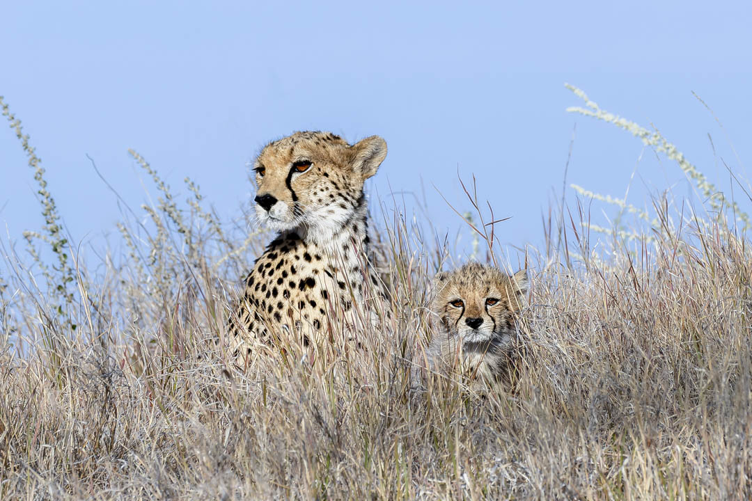 Cheetah Family — Portrait of the huntress